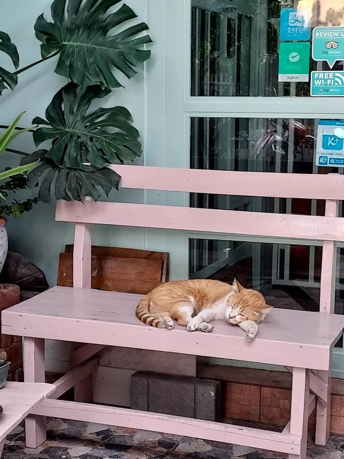 The Commonroom Cnx Chiang Mai Exterior photo